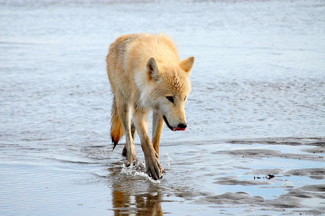 alaska-bear-viewing-day-trip-from-homer