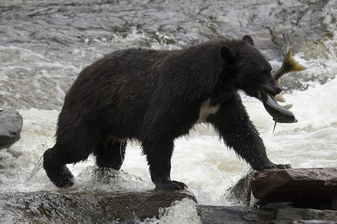 alaskan-bear-encounter-by-land-sea