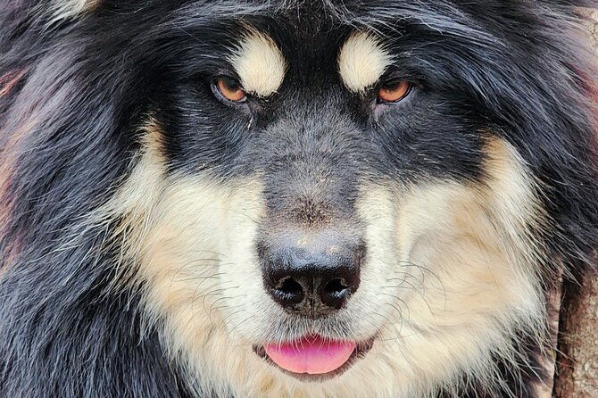 alaskan-sled-dog-excursion-in-fairbanks
