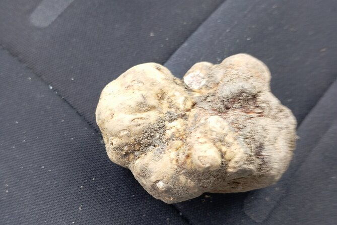 alba-truffle-hunting-barolo-and-barbaresco-tasting