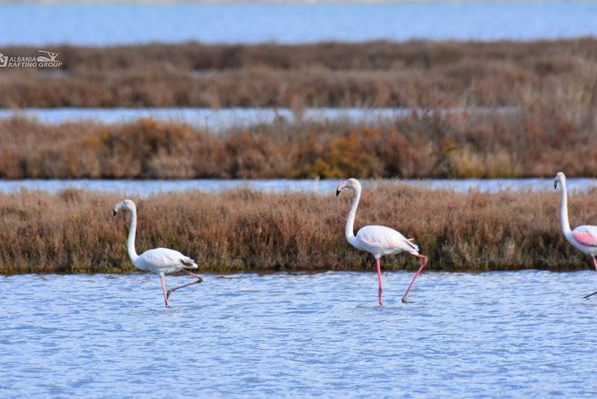 albania-birdwatching-kayaking-bicycle-national-park-divjaka-karavastaarg