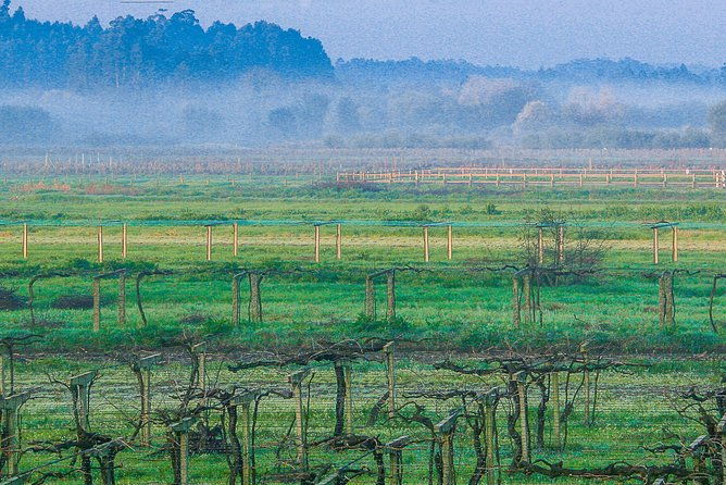 albarino-private-wine-tour-from-santiago-de-compostela
