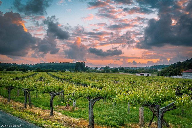 albarino-trails-private-wine-tour-shore-excursion-from-vigo