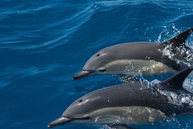 algarve-dolphin-watching-marine-life-eco-tour-2