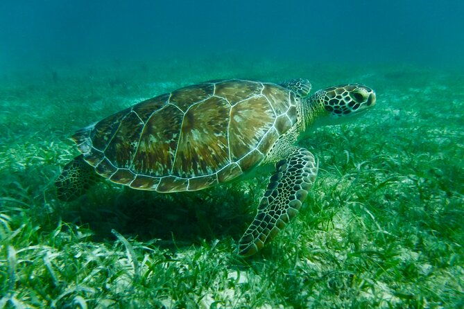 all-inclusive-private-charter-to-icacos-or-palomino-islands