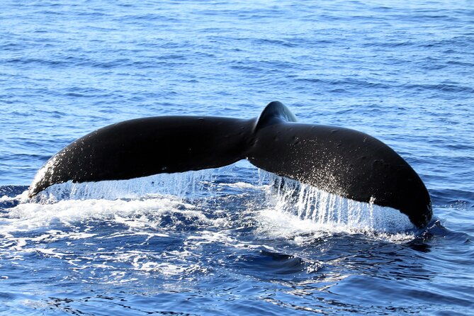 all-inclusive-sunset-dolphin-watch-and-snorkeling-cruise
