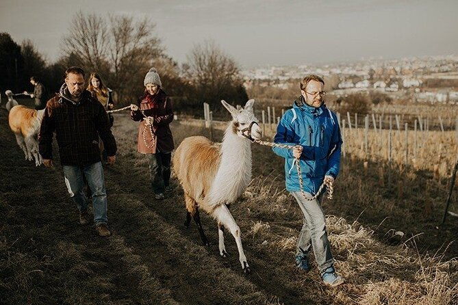 alpaca-and-llama-hike-moedling-near-vienna