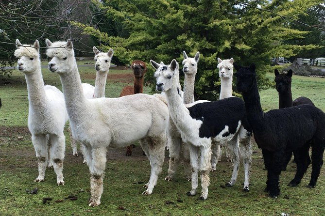 alpaca-ranch-and-fiber-processing-mill-tour-2