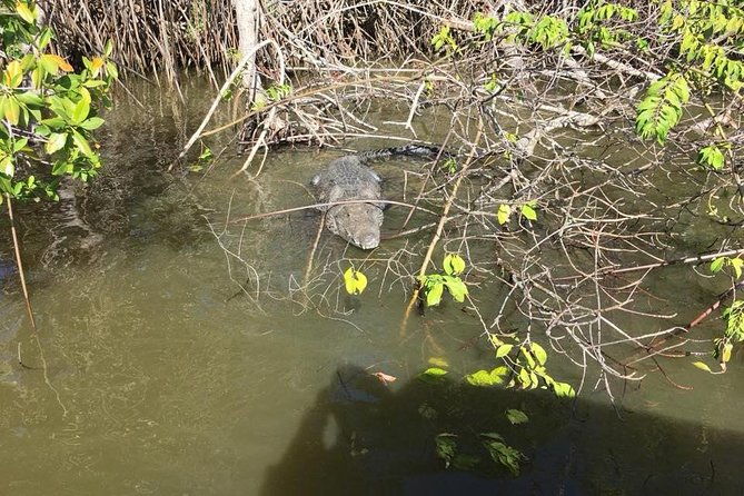 altun-ha-mayan-ruins-and-river-wallace-and-manatee-watch-tour