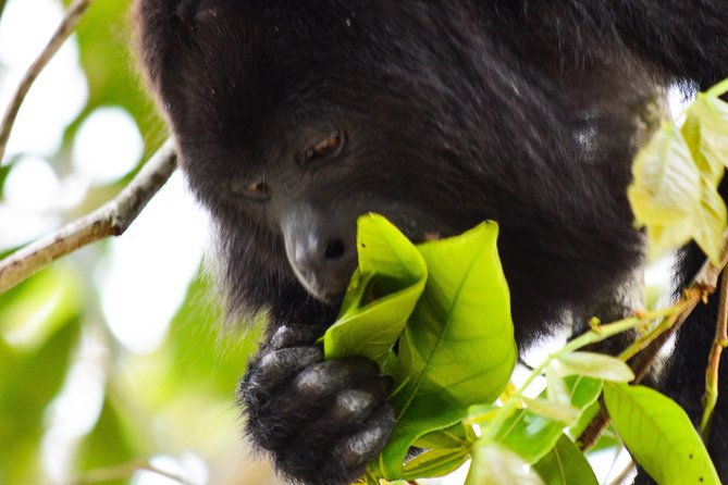 altun-ha-temple-howler-monkey-sanctuary