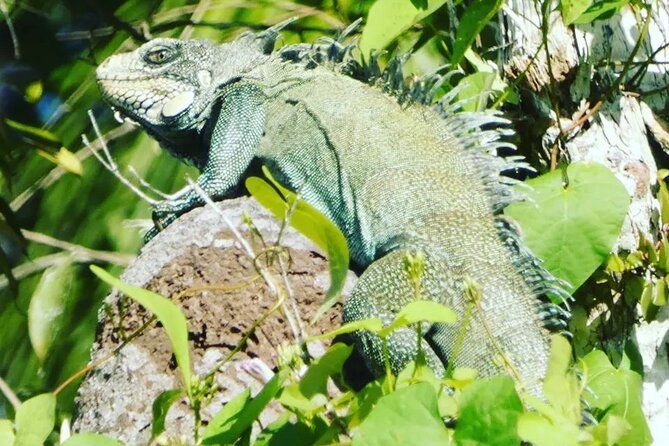 amazon-wildlife-explorations-3-days-2-night