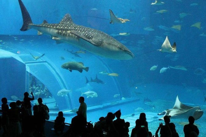 aquarium-tour-rio-de-janeiro