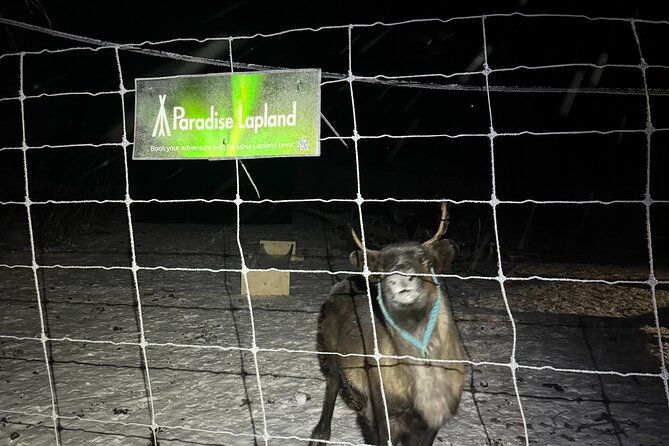 arctic-adventure-with-reindeer-and-northern-lights-hunt-1830-pm-2