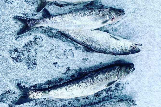 aurora-ice-ice-fishing-salmon-dinner-tour-2