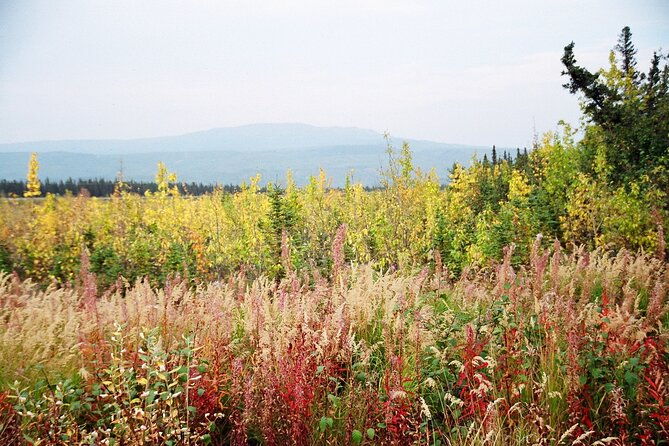 authentical-denali-tour-from-denali-park-and-fairbanks