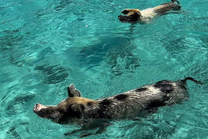bahamas-famous-pink-sand-and-pig-experience-with-snorkeling