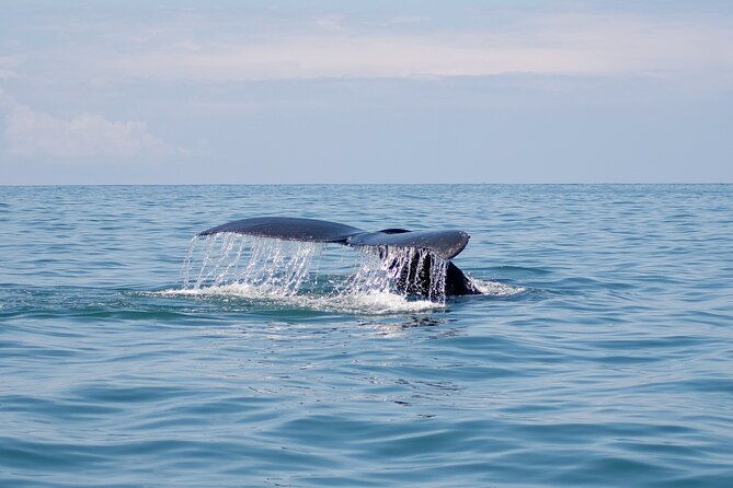 bahia-ballena-whale-and-dolphin-tour-afternoon