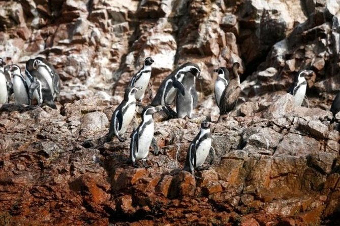 ballestas-islands-sightseeing-boat-ride-from-paracas
