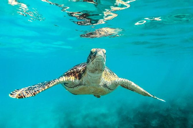 barbados-catamaran-turtle-and-shipwreck-snorkeling-cruise