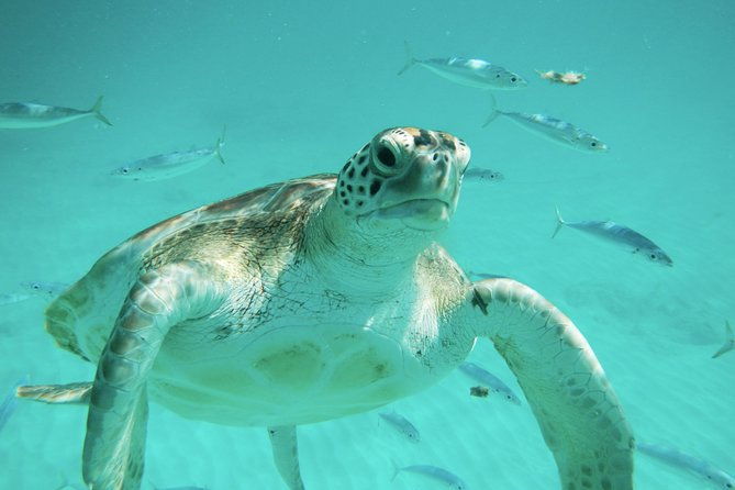 barbados-turtle-and-shipwreck-snorkel-adventure