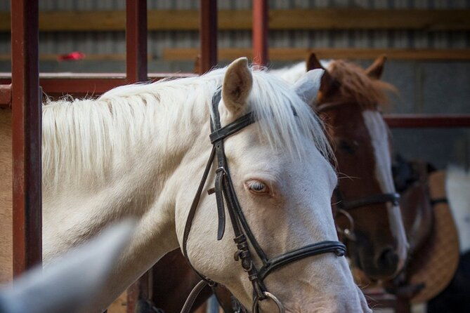 beach-countryside-horse-riding-outside-westport-guided-1-hour