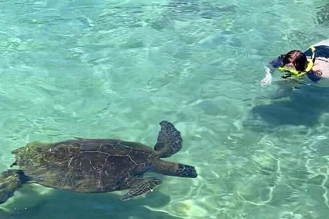 beach-snorkel-sea-turtle-and-black-sand-lagoon