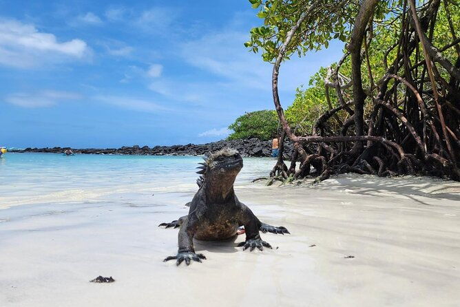 beach-wildlife-and-snorkel-adventure-with-underwater-specialist