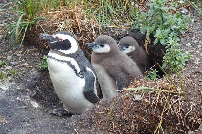 beagle-channel-navigation-penguin-colony