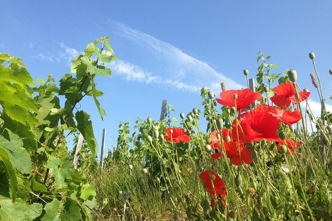 beaujolais-crus-wines-castles-900-am-130-pm-small-group-tour-from-lyon