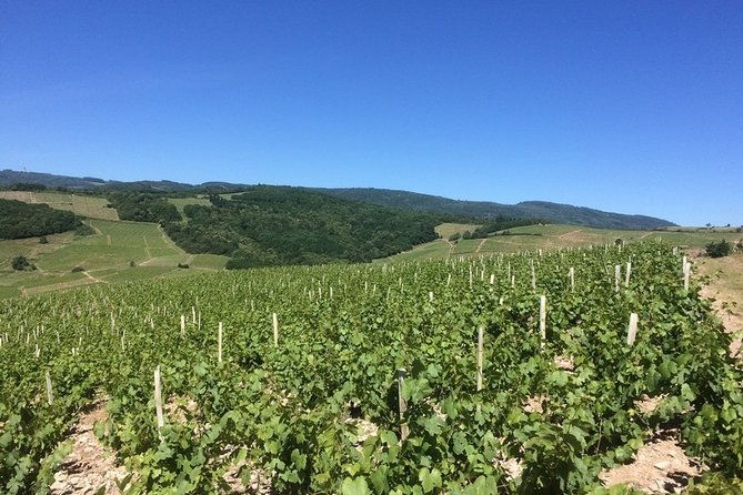 beaujolais-wines-castles-private-tour-half-day
