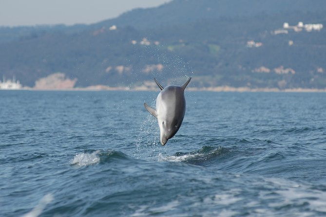 become-a-dolphin-protector-lisbon-eco-dolphin-watching