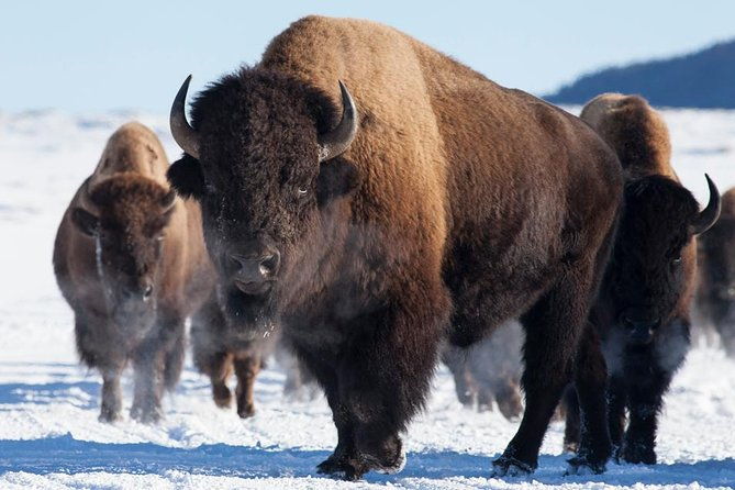 best-of-jackson-hole-wildlife-safari-tour