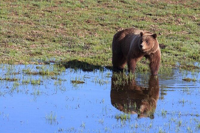 best-of-yellowstone-full-day-natl-park-tour-from-gardiner-2