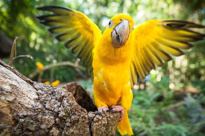 bird-park-iguassu-brazilian-side-private-tour