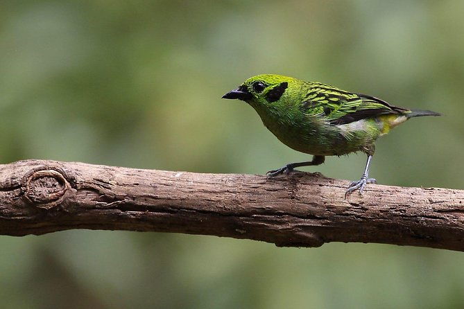 bird-watching-arenal-oasis