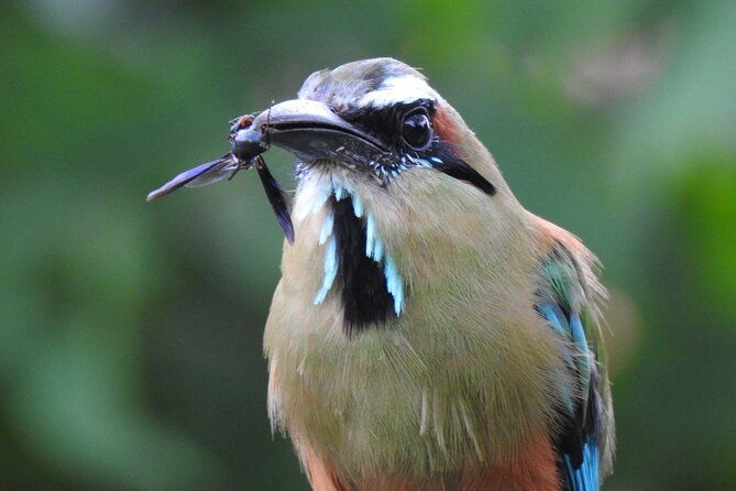 bird-watching-tour-in-carara-national-park