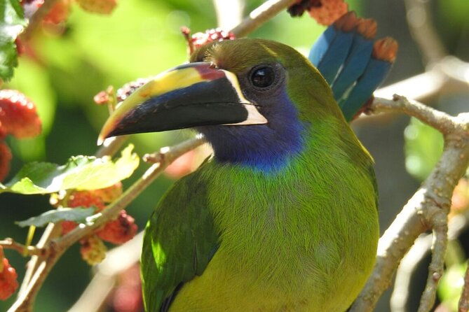 bird-watching-tour-in-monteverde