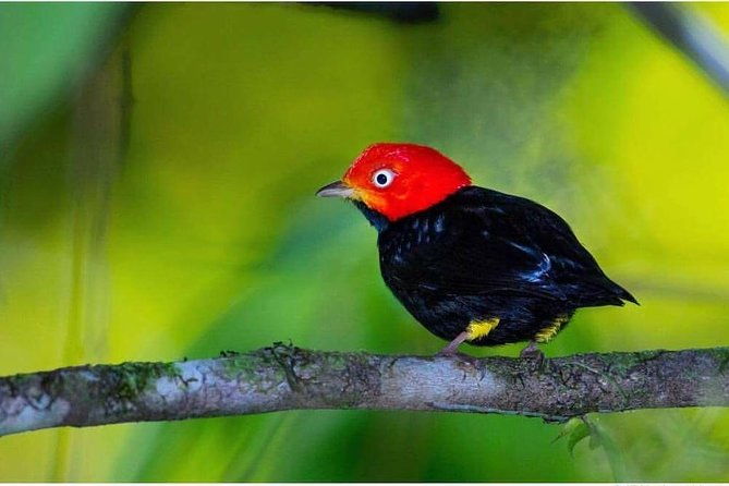 bird-watching-tour