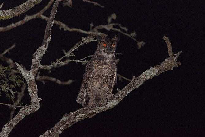 birding-and-nature-chaco-tour