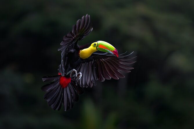 birding-the-monteverde-cloud-forest