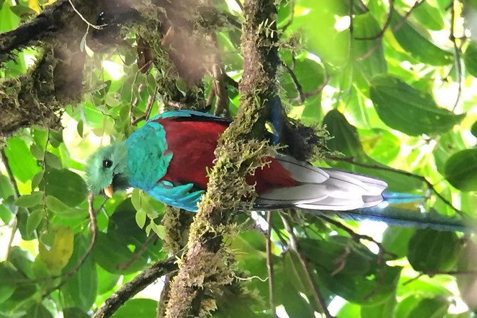 birding-tour-curi-cancha