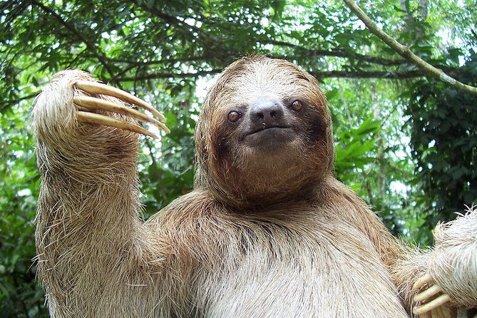 birds-sloths-butterfly-garden-self-guided-day-pass-8am-5pm