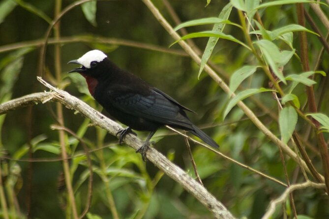 birdwatching-in-salento