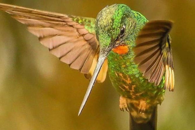 birdwatching-minca