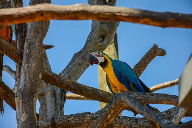 birdwatching-photography-experience-at-the-national-aviary-in-baru