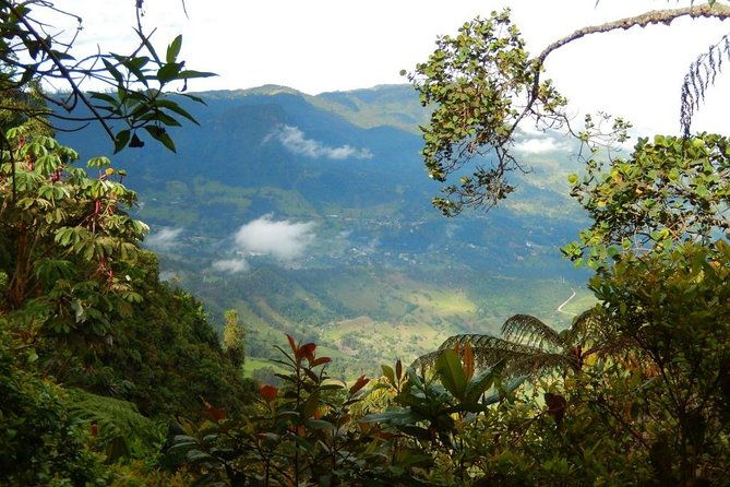 birdwatching-private-tour-at-chicaque-natural-park-with-lunch