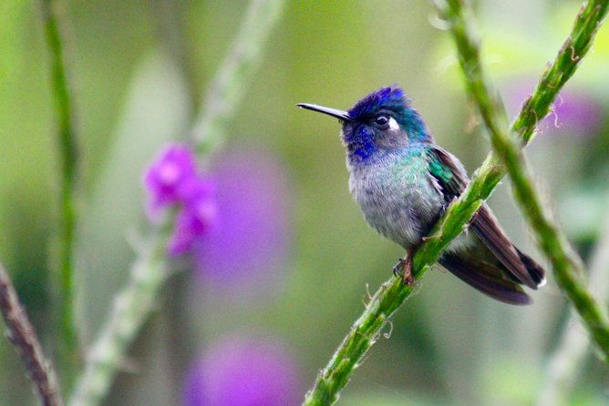 birdwatching-tour-at-mistico-park