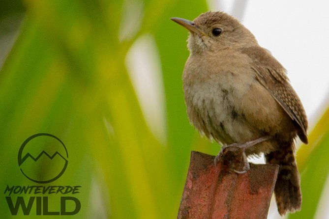 birdwatching-tour-at-the-cloud-forest-monteverde-wild
