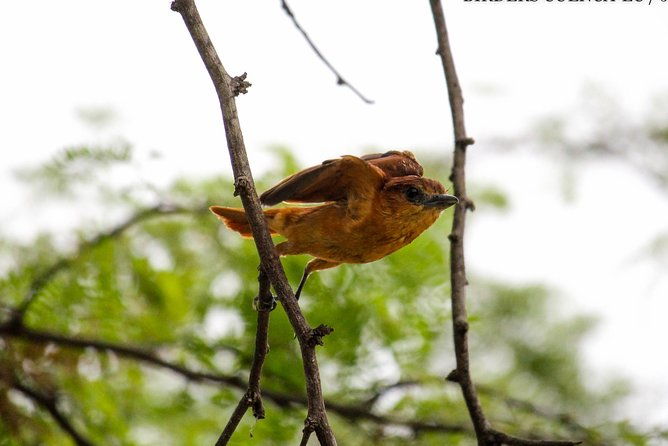 birdwatching-tour-cajas-park-and-tamarindo-tropical-forest-area-from-cuenca