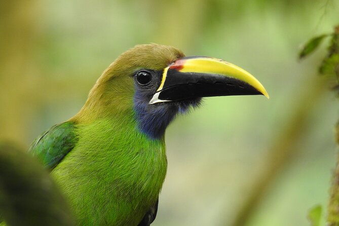 birdwatching-tour-in-la-fortuna